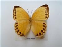 藏品(箭環蝶)的圖片